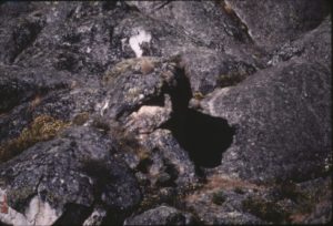Figura 10. Cabeza con gorro y barba larga