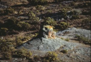 Este marcador luce un asiento con linea de mira de 45 grados noreste (Figura 22b, Tabla 1) y una cara mirando al lado opuesto (Figura 22c).